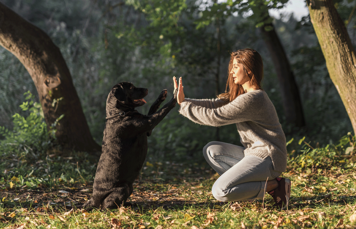 Pet Grooming Gurgaon